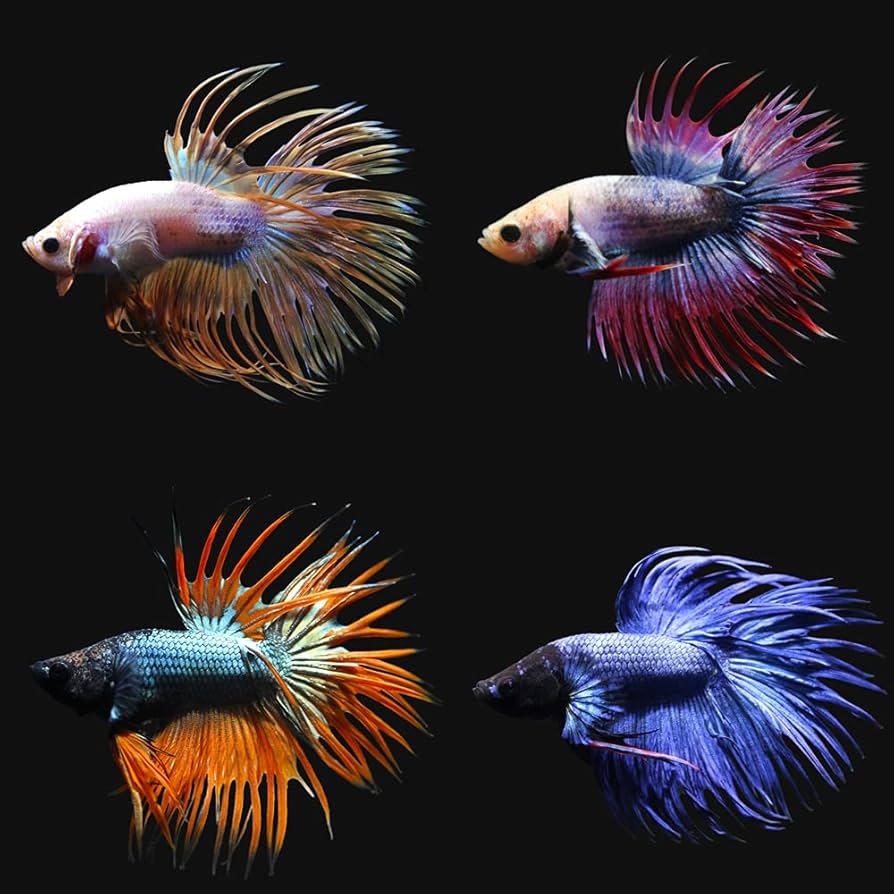 熱帯魚様 淡水魚】【通販】激安 ショートボディ レッドテールキャット【1